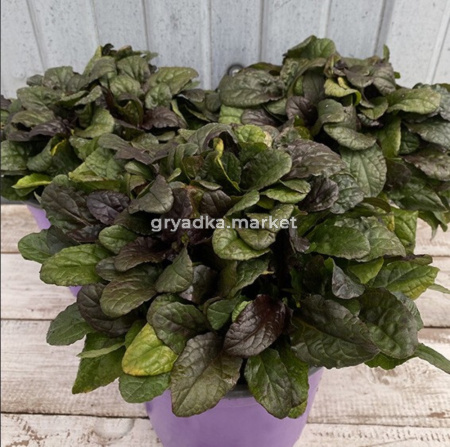 Живучка ползучая Атропурпуреа (Лавандовая ферма)