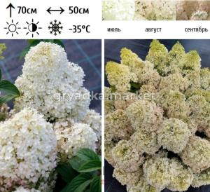 Гортензия метельчатая  Бобо С3 СП-22