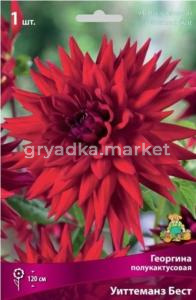 Георгина полукактусовая Уиттеманз Бест