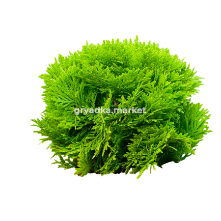 Картинка-Photoroom (8)