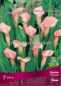 Калла Ремани Пинк 1шт 14-16