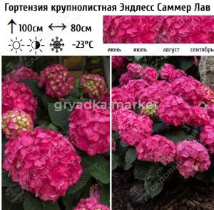 Гортензия крупнолистовая Эндлесс Саммер Саммер Лав С3 ГлХ