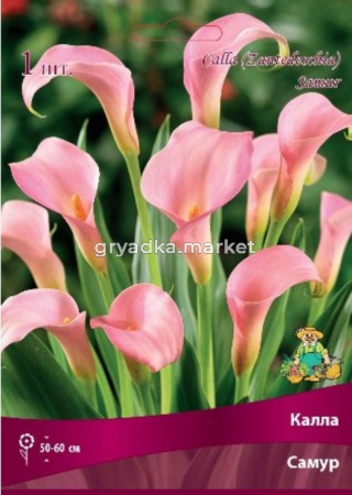 Калла Самур 1шт 14-16