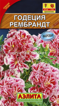 Годеция Рембрандт махровая Аэлита