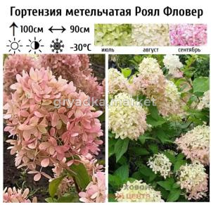 Гортензия метельчатая Роял Фловер С5-7,5 СП-23 (цвет белый)