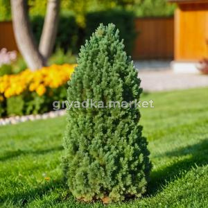 Сосна кедровая Лимба C 3 20-30 1