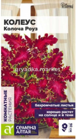 Колеус Колоча Роуз 5шт Комн 30см (Сем Алт)
