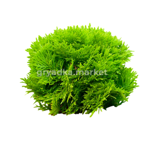 Картинка-Photoroom (8)