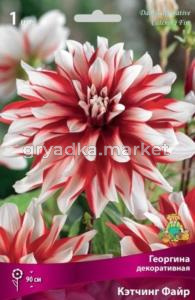 Георгина декоративная Кэтчинг Файр (очень яркий цветок, белый с красным центром, 1шт, I)