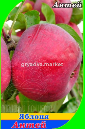 Яблоня Антей 2020 гп зимний сорт пакет (V13)