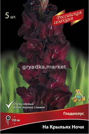 Гладиолус На крыльях ночи (насыщенный ярко-розовый с лососевым румянцем, 5шт, 12+)