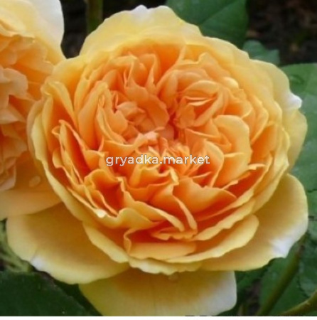 Роза английская Краун Принцесс Маргарет v5 Lav