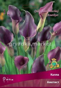 Калла Аметист 1шт 14-16