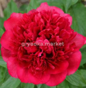 Скриншот 14-04-2026 150419