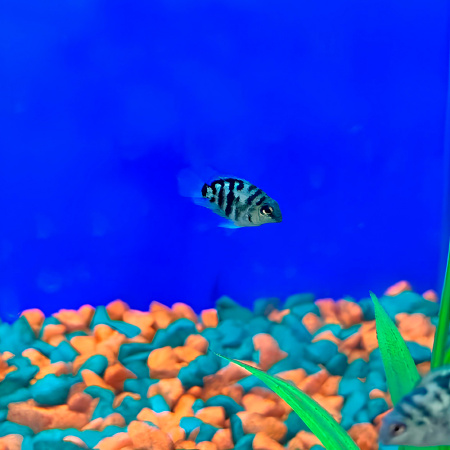 рыбка акв. Попугай пурпурный М 2 рыбка акв. Попугай пурпурный М 2