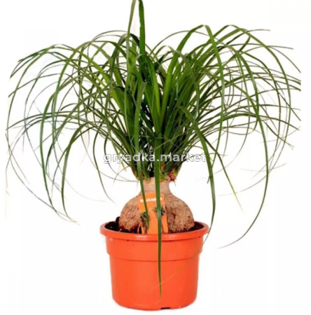 Нолина спутник, пал. (D-12)