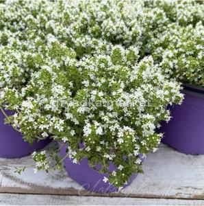 Тимьян ползучий 