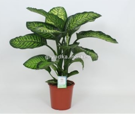 Диффенбахия Мароба С24 Н90