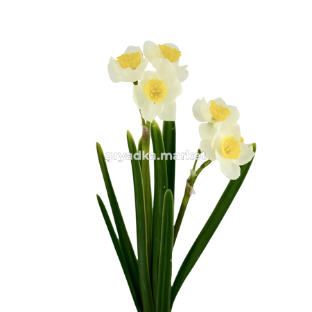 Искусственные цветы Нарцисс из силикона h28см в ассорт. 204852 4
