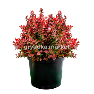 Барбарис тунберга Адмирейшен C 3 20-30 2