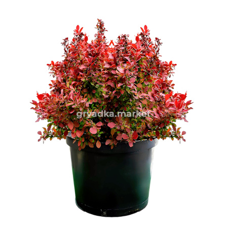 Барбарис тунберга Адмирейшен C 3 20-30 2