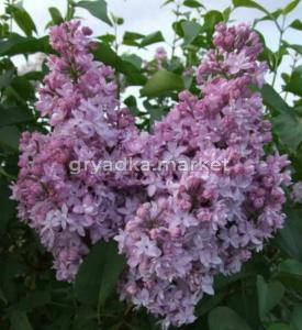 Сирень обыкновенная Серебряные звезды с3 (Никитенко)