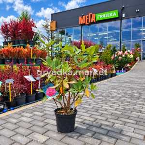 Рододендрон Катевбинский Грандифлорум C10Н40-50 (ИС)!