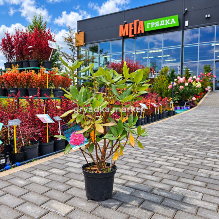 Рододендрон Катевбинский Грандифлорум C10Н40-50 (ИС)!