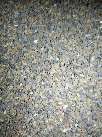 Фацелия 35 кг-МЕДОНОС