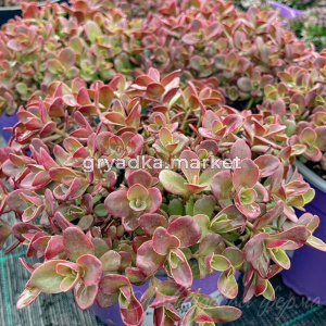 Очиток SunSparkler 