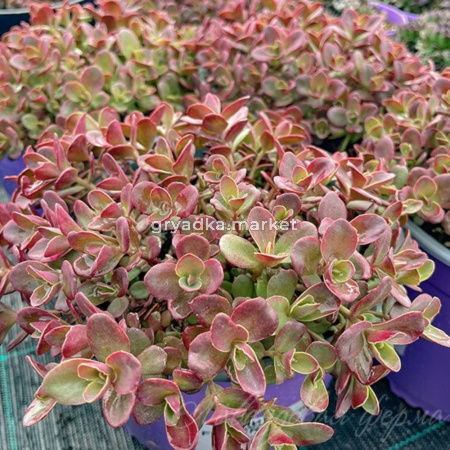 Очиток SunSparkler 