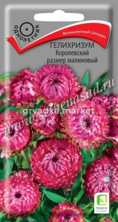 Гелихризум Королевский размер малиновый (ЦВ) (