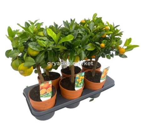 Citrus Calamondin On Stem