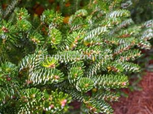 Пихта корейская