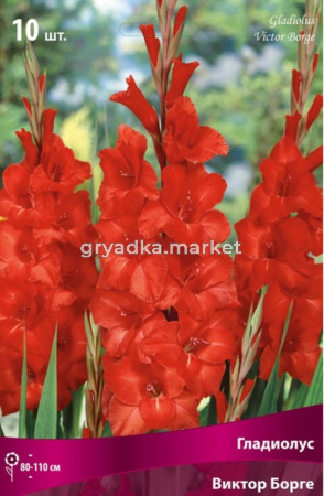 Гладиолус крупноцветковый Виктор Борге (цветок красный, 10шт, 10-12)