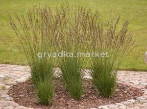 Молиния голубая Heidebraut, С3