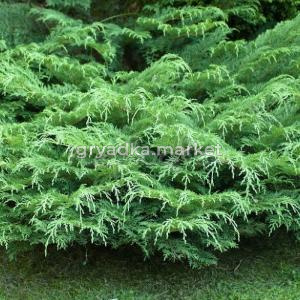 Микробиота Декуссата С3 C 3 20-30 1