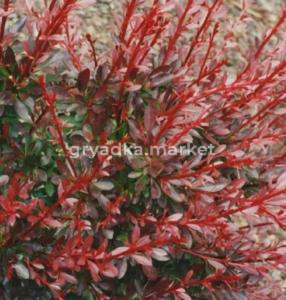 Барбарис Тунберга (Berberis thunbergii Red Dream PBR) C3 Н30 - 40
