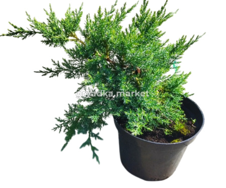 Можжевельник Пфитцериана Глаука (Juniperus Pfitzeriana Glauca С3)