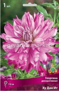 Георгина декоративная Ху Дан Ит (белый, с ярко-сиреневым кантом, диаметр цветка 16 см, 1шт, I)