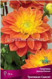 Георгина декоративная Тропикал Сансет (лососево-розовый с жёлтым центром, 1шт, I)