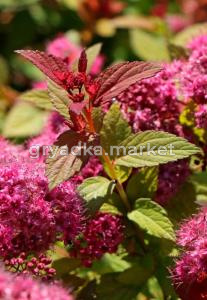 Спирея японская Меджик Карпет с3 (Никитенко)