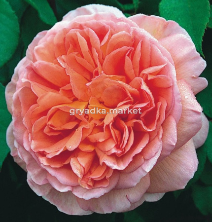 Роза английская Абрахам Дерби v5 Lav