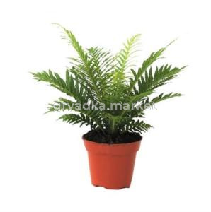 Блехнум Гиббум Сильвер Леди С17 Н40