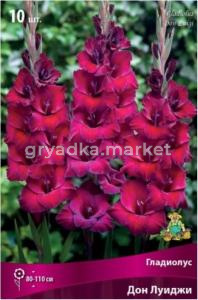Гладиолус Дон Луиджи 10-12 крупн. 10шт