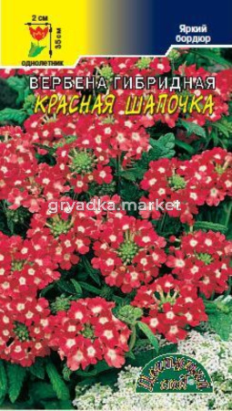 Вербена Красная шапочка, гибрид. Цвет.Сад