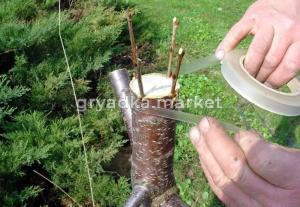 Пленка для прививки 