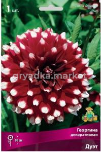 Георгина Дуэт 1шт