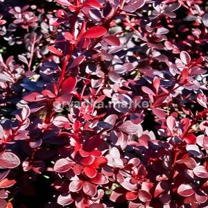 Барбарис тунберга Вулкан C2 1