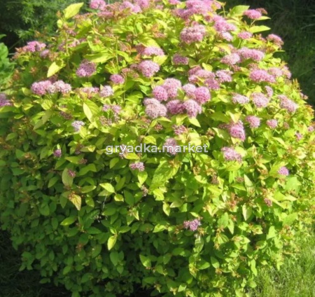 Спирея японская Голден принцесс (Golden Princess) с3